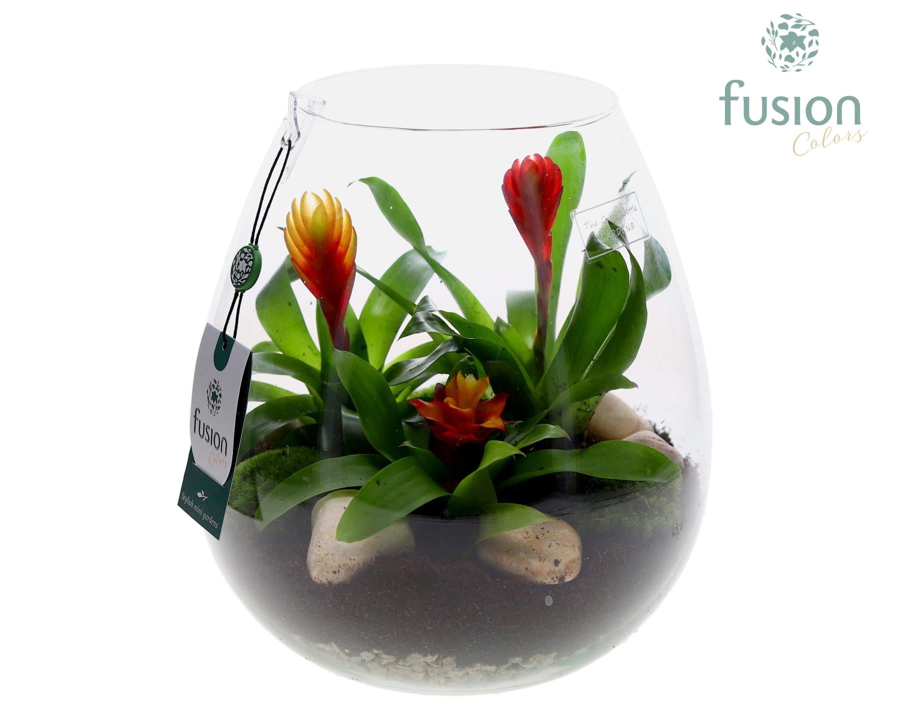 Green Bottle Abby Large met Bromelia, D 24