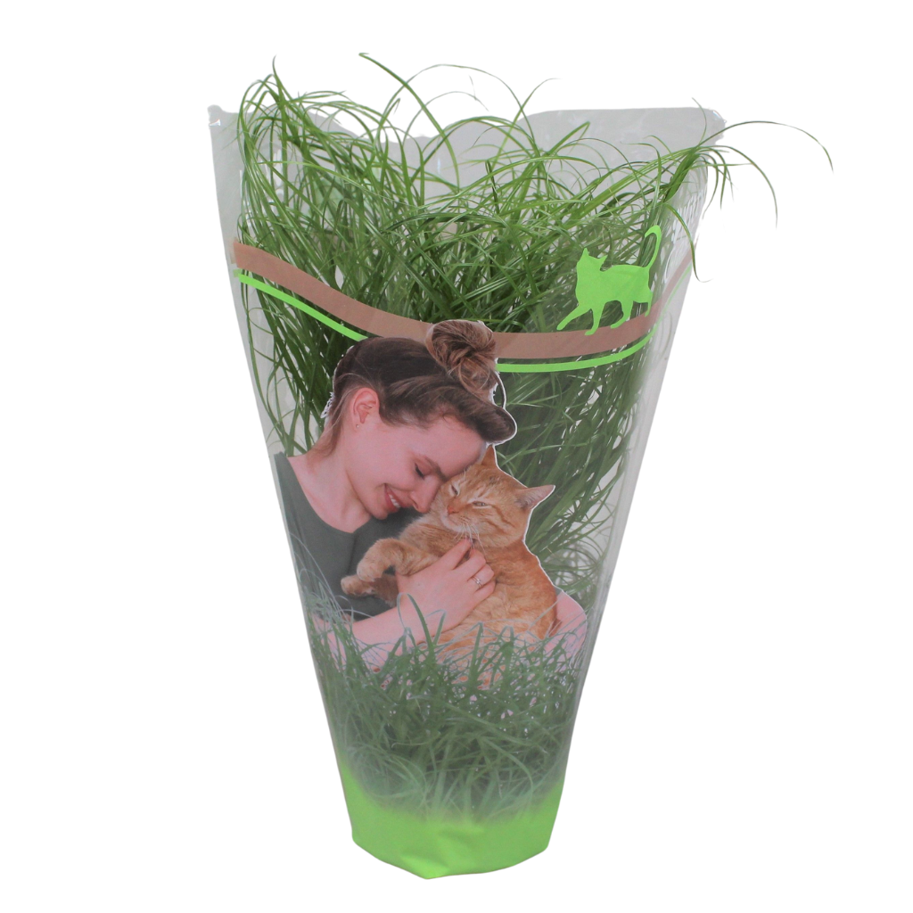 Cyperus alternifolius Zumula bedrukte hoes Frans, D 12