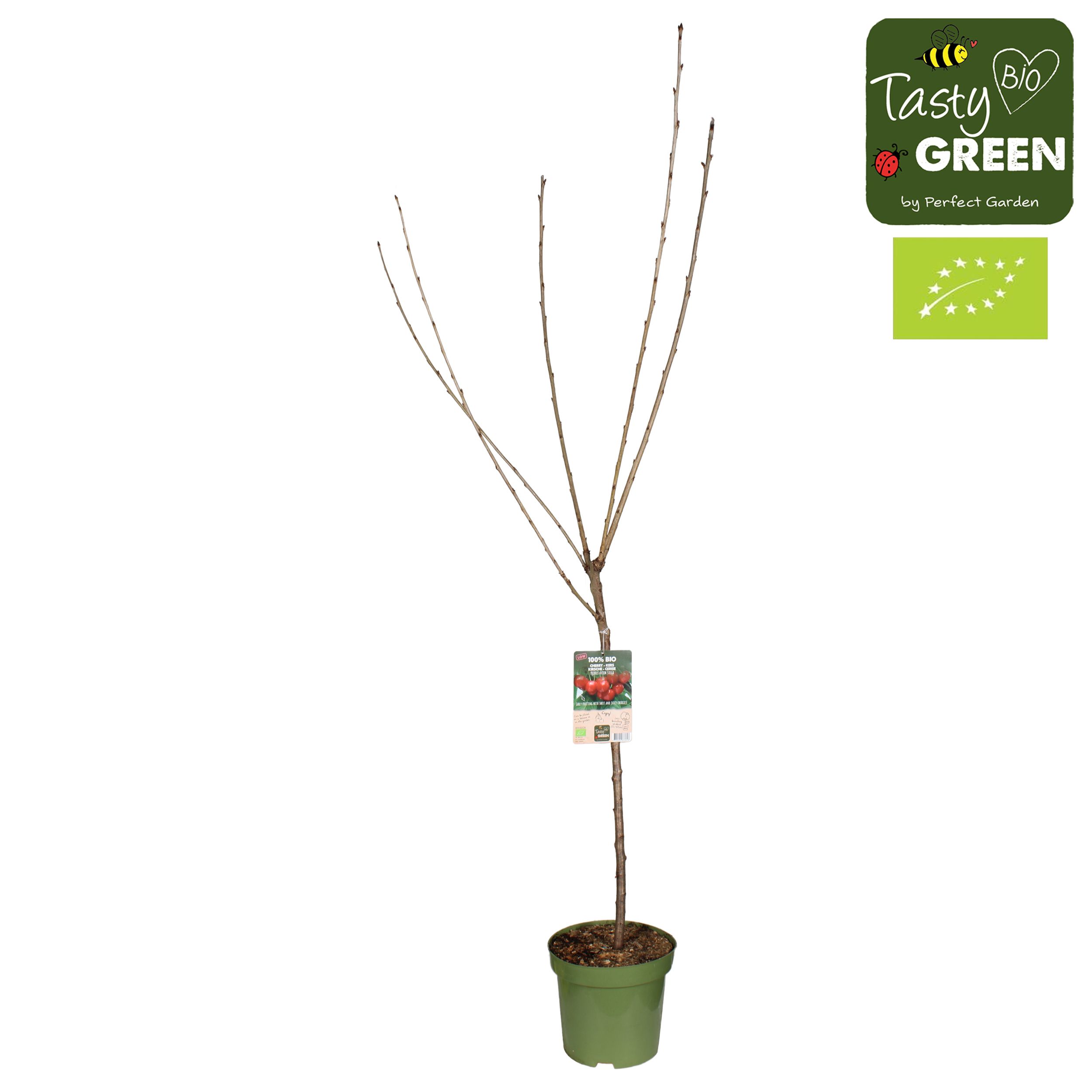 Prunus avium Stella Bio P27 laagstam, D 27