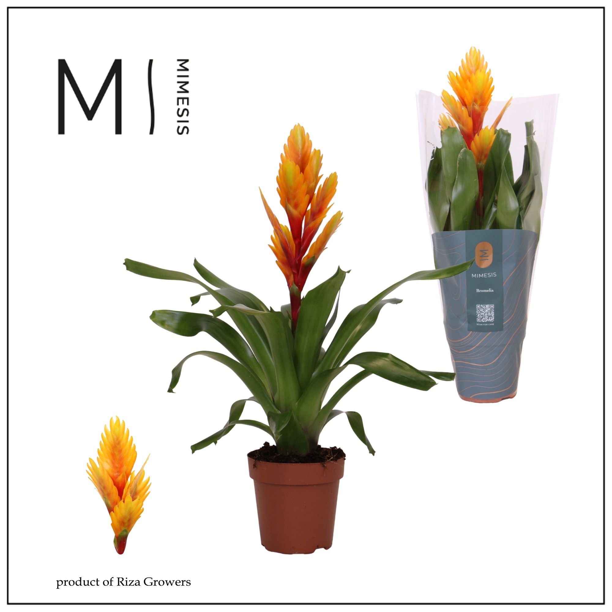 Vriesea Intenso Orange Flame - 12cm | Mimesis, D 12