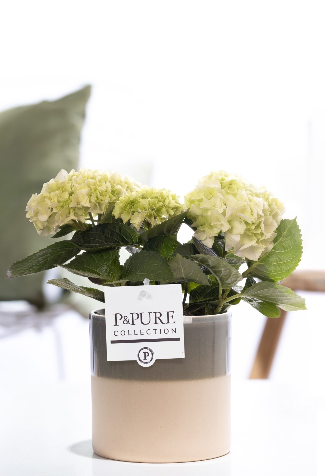 Hydrangea white in P&PURE Tess 2 ceramics green, D 10