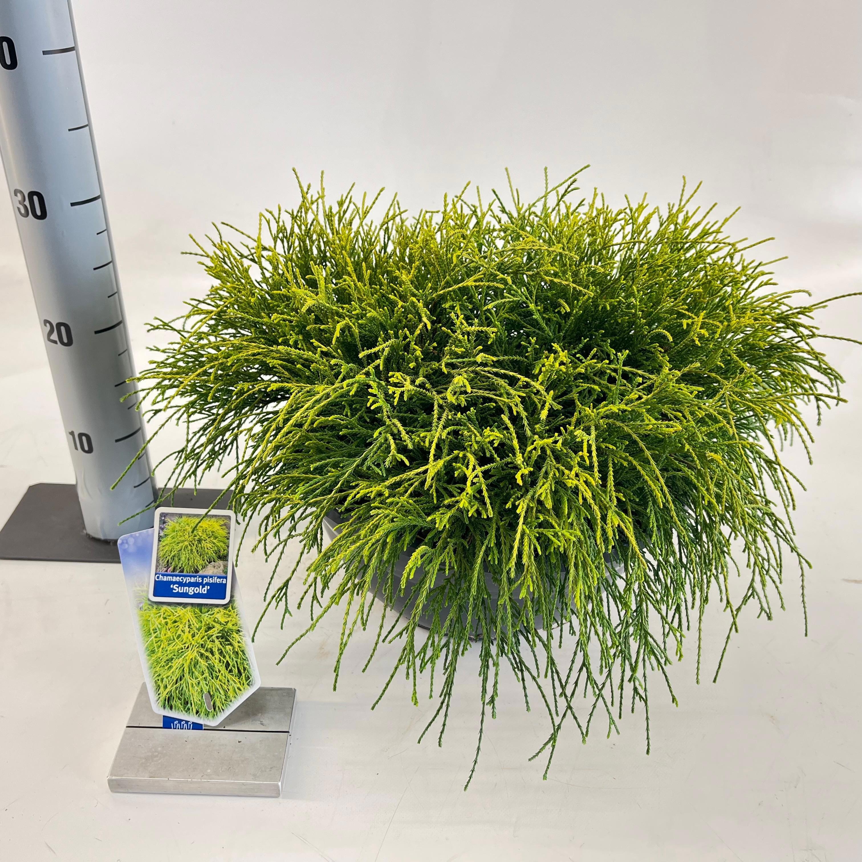 Chamaecyparis p. ‘Sungold’, D 33