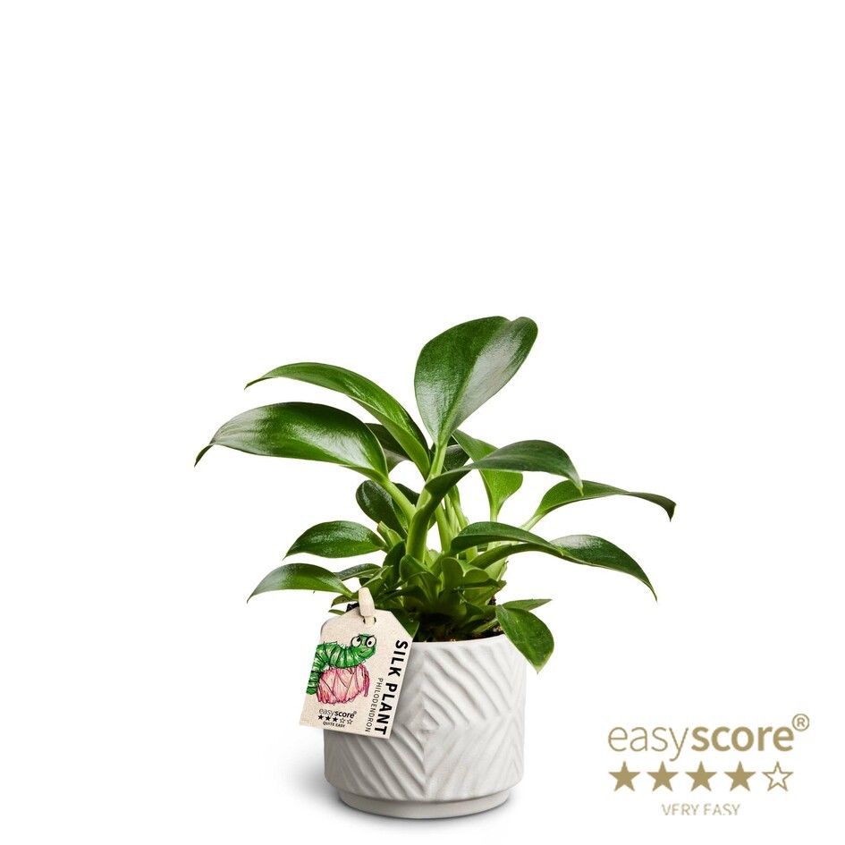 Dune Sand, Philodendron ´Green Princess´, D 7