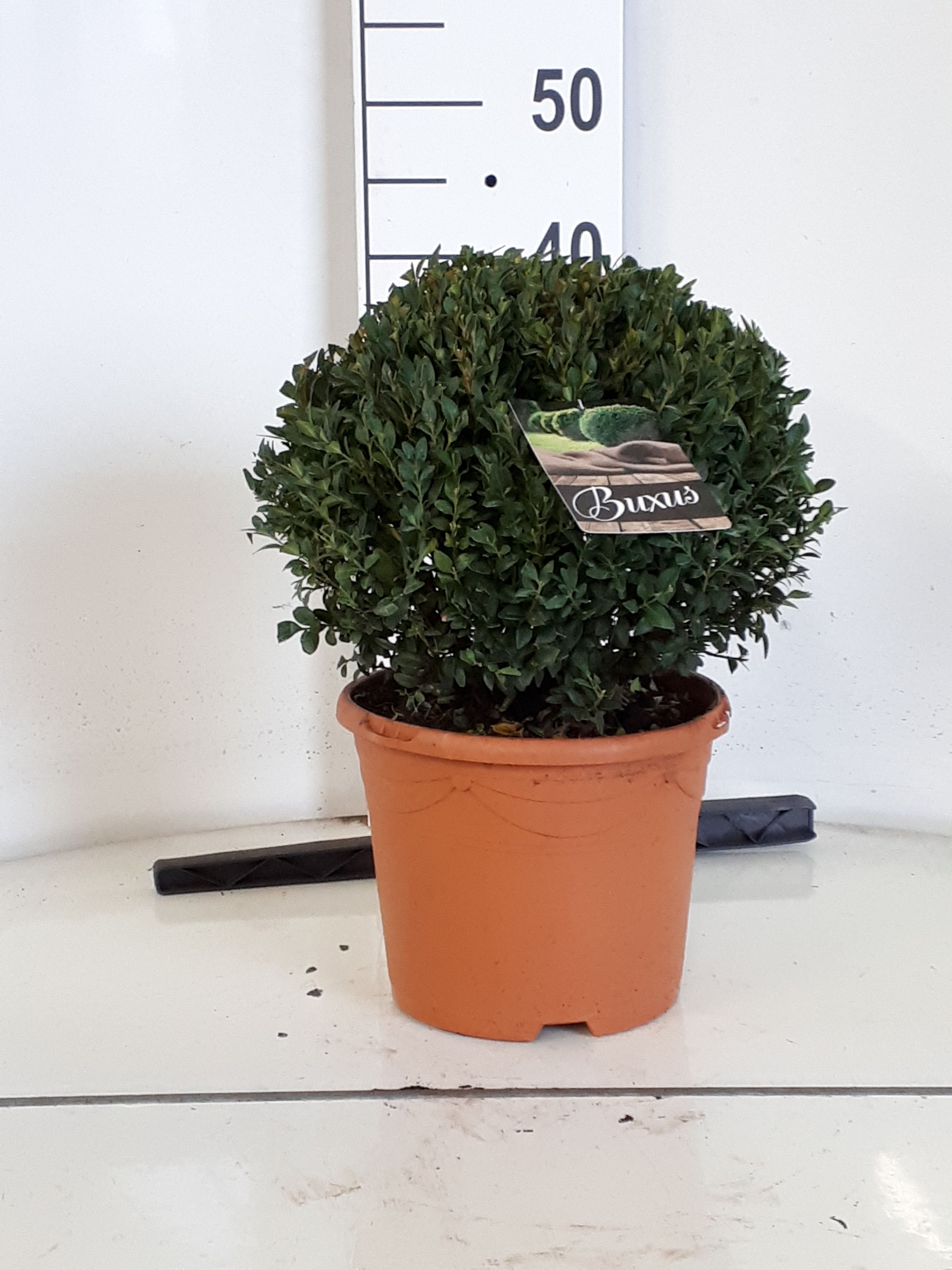 Buxus sempervirens bol 25, D 23