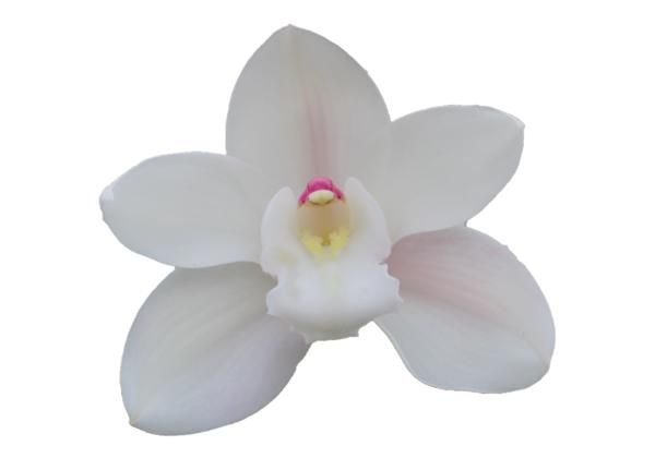 Цимбидиум Помпей x6 80, шт.