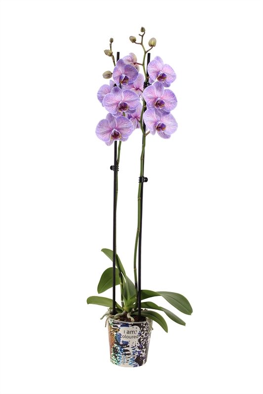 Potcover p12 I am Coloured Phal I am Purple Heart 2T14+, D 12
