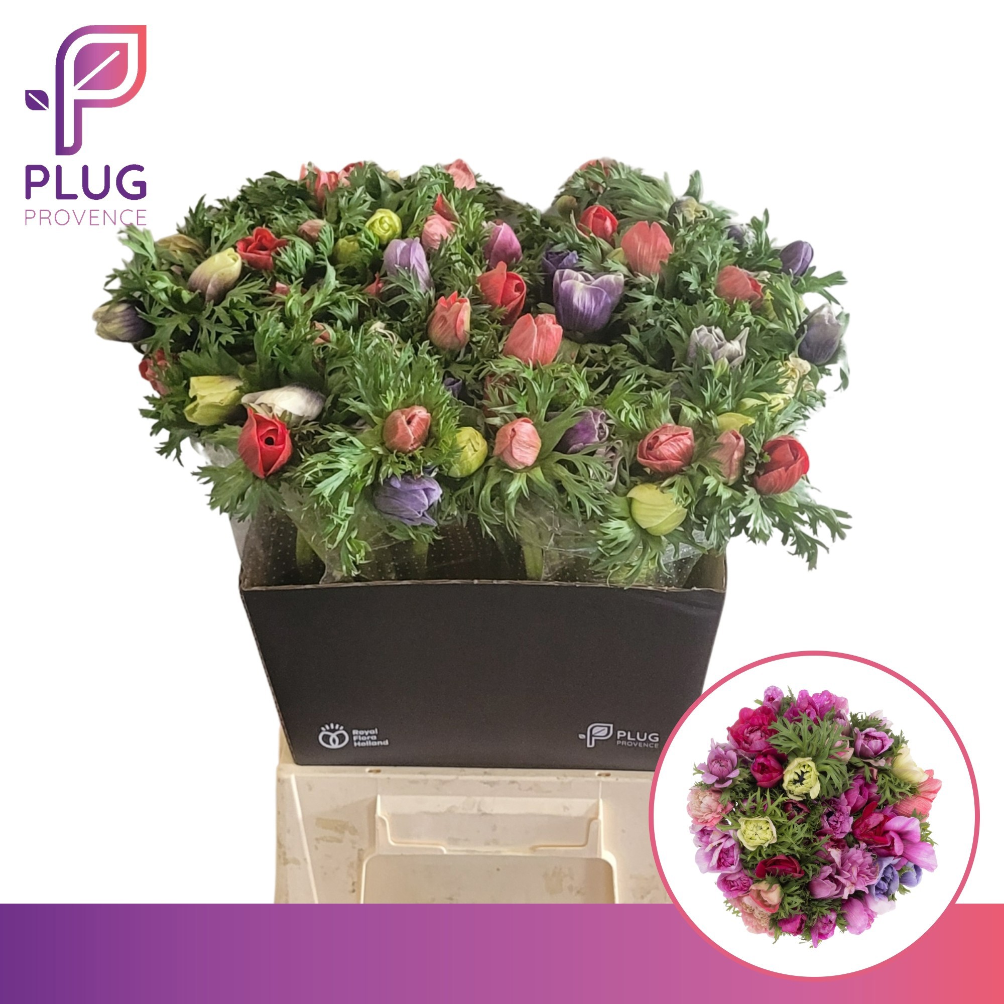 Анемон Мариане Микс 55, шт.