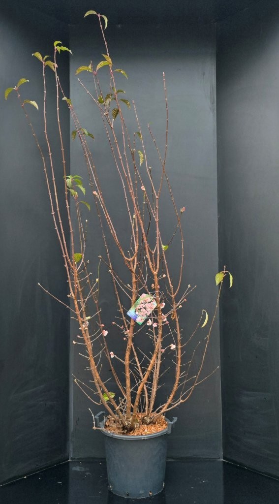 Viburnum bodnantense 'Dawn', D 34