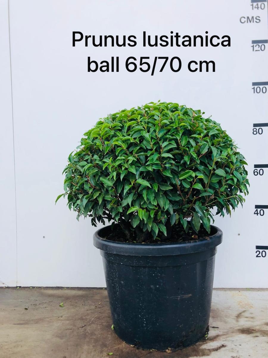 Prunus lusitanica 'Angustifolia', bol, D 55