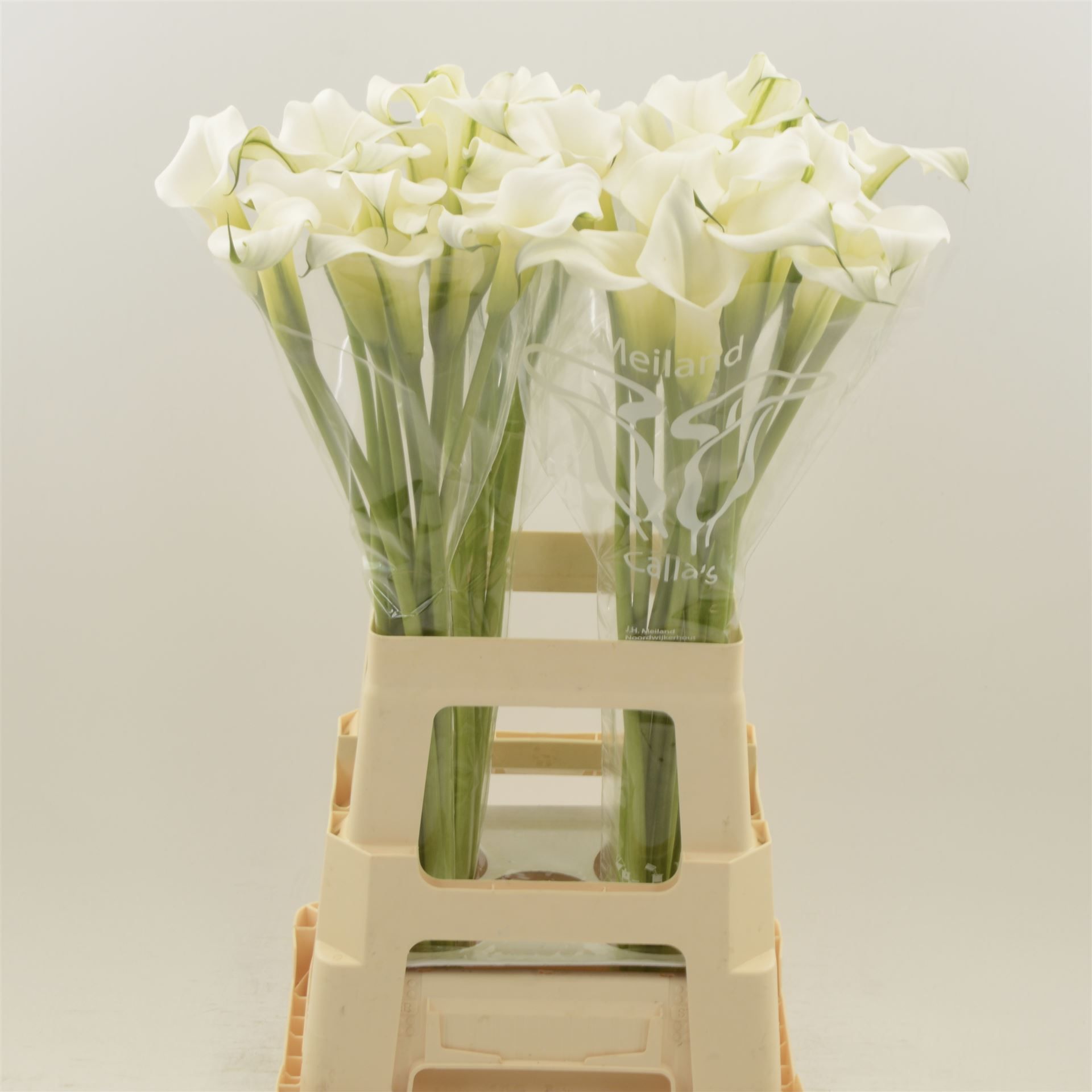 Калла Кристал Клиа 70, шт.