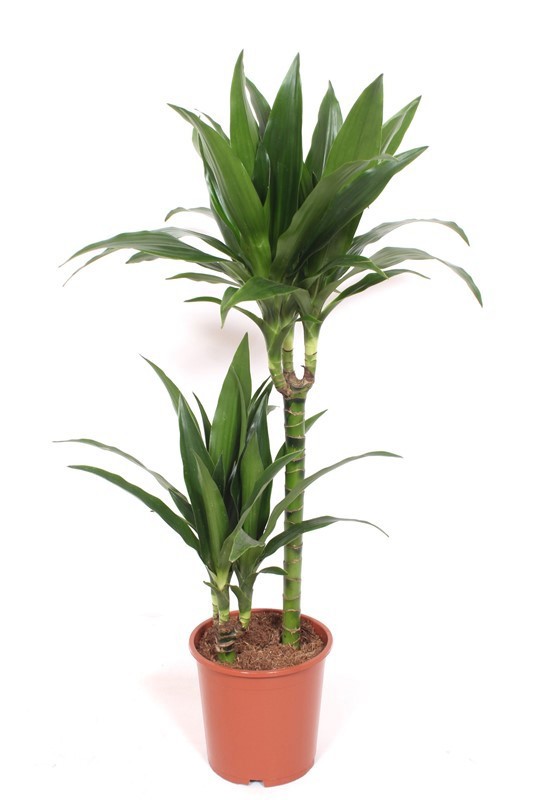 Dracaena Janet Craig 45-15, D 19