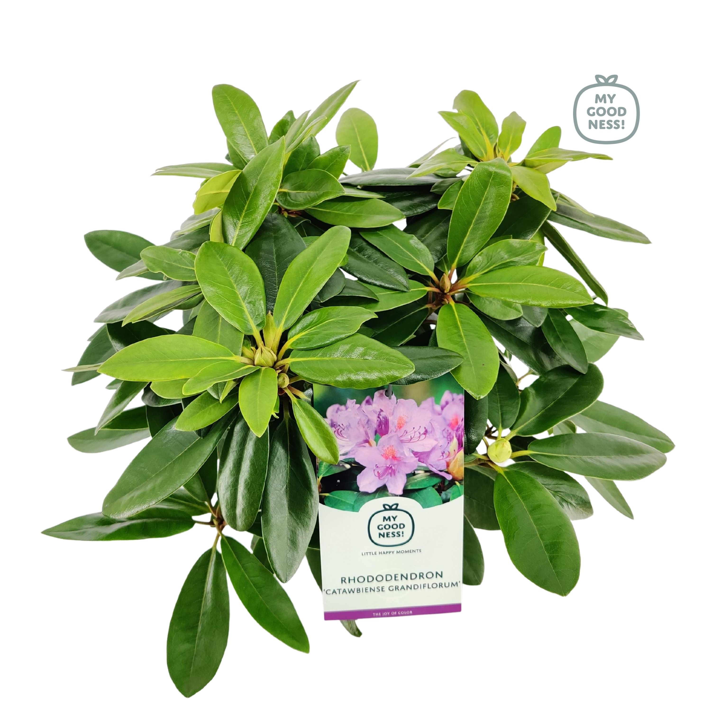 Rhododendron 30-35 /2 liter 'Catawbiense Grandiflorum', D 17