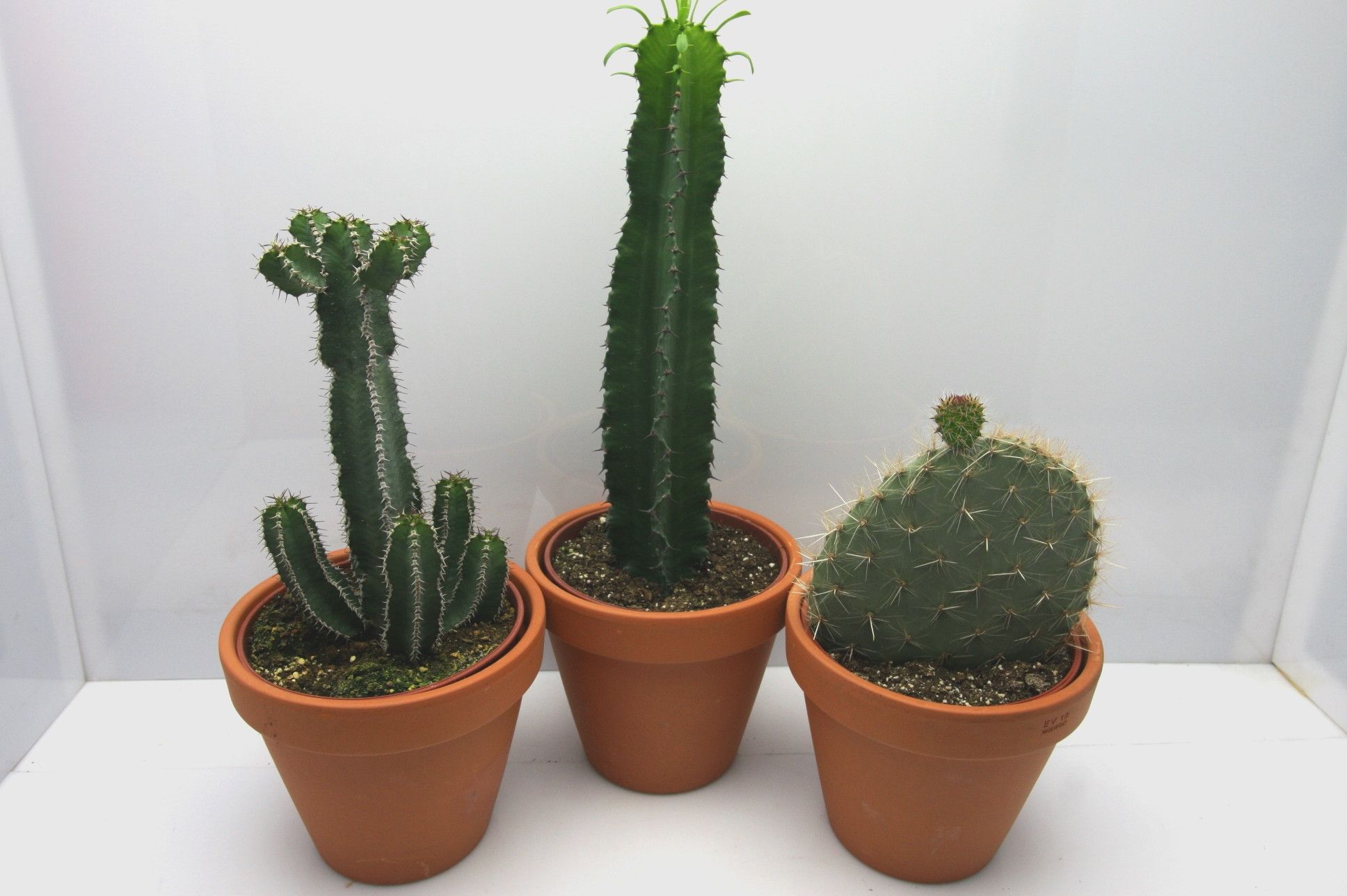 1820 Rozenpot cactus 17 cm, D 19