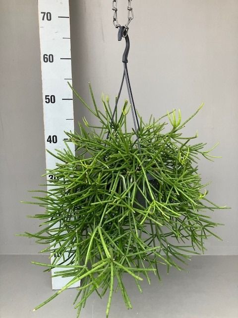 Rhipsalis neves-armondii, D 14