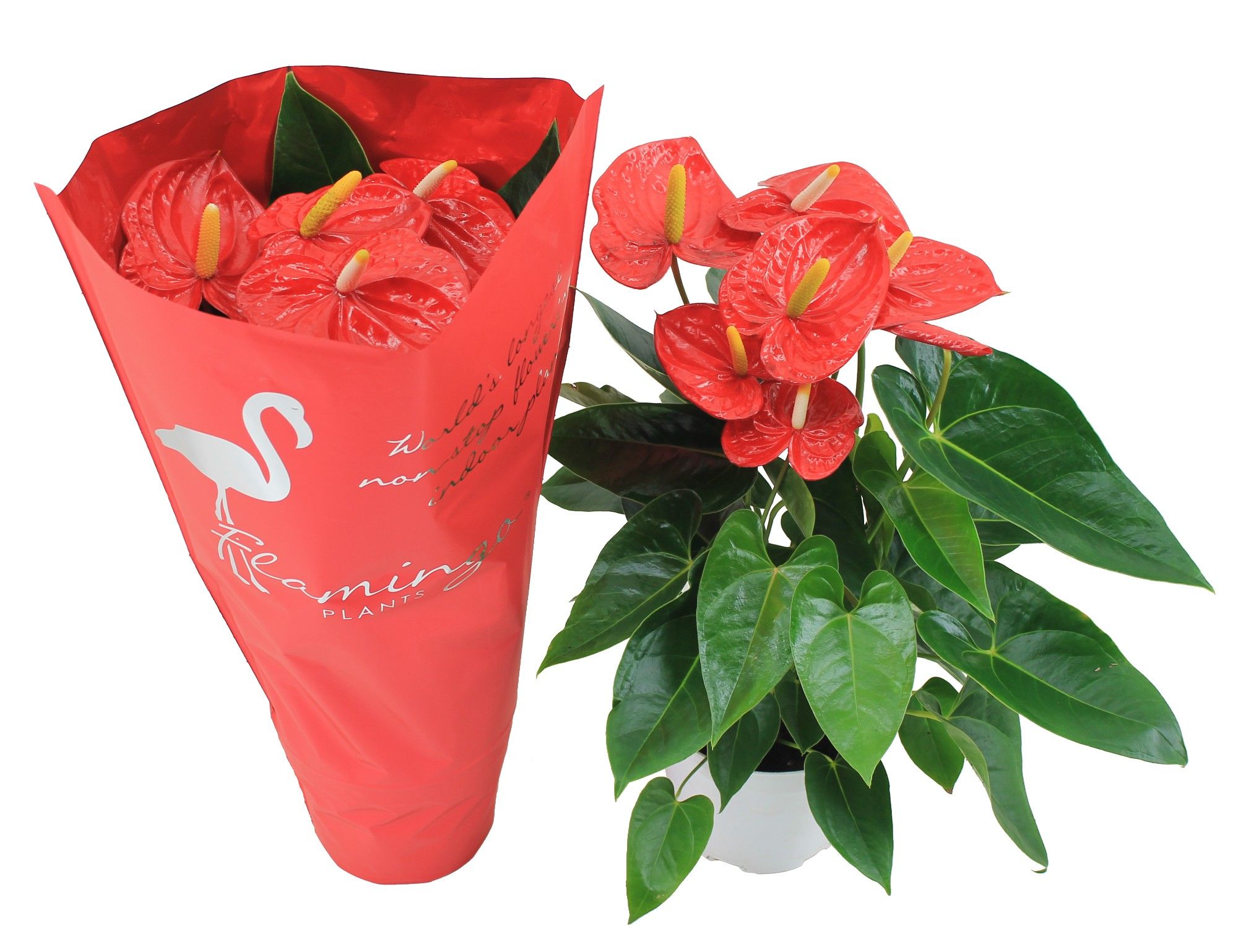 Anthurium XL.10 Mauii Red 17cm, D 17