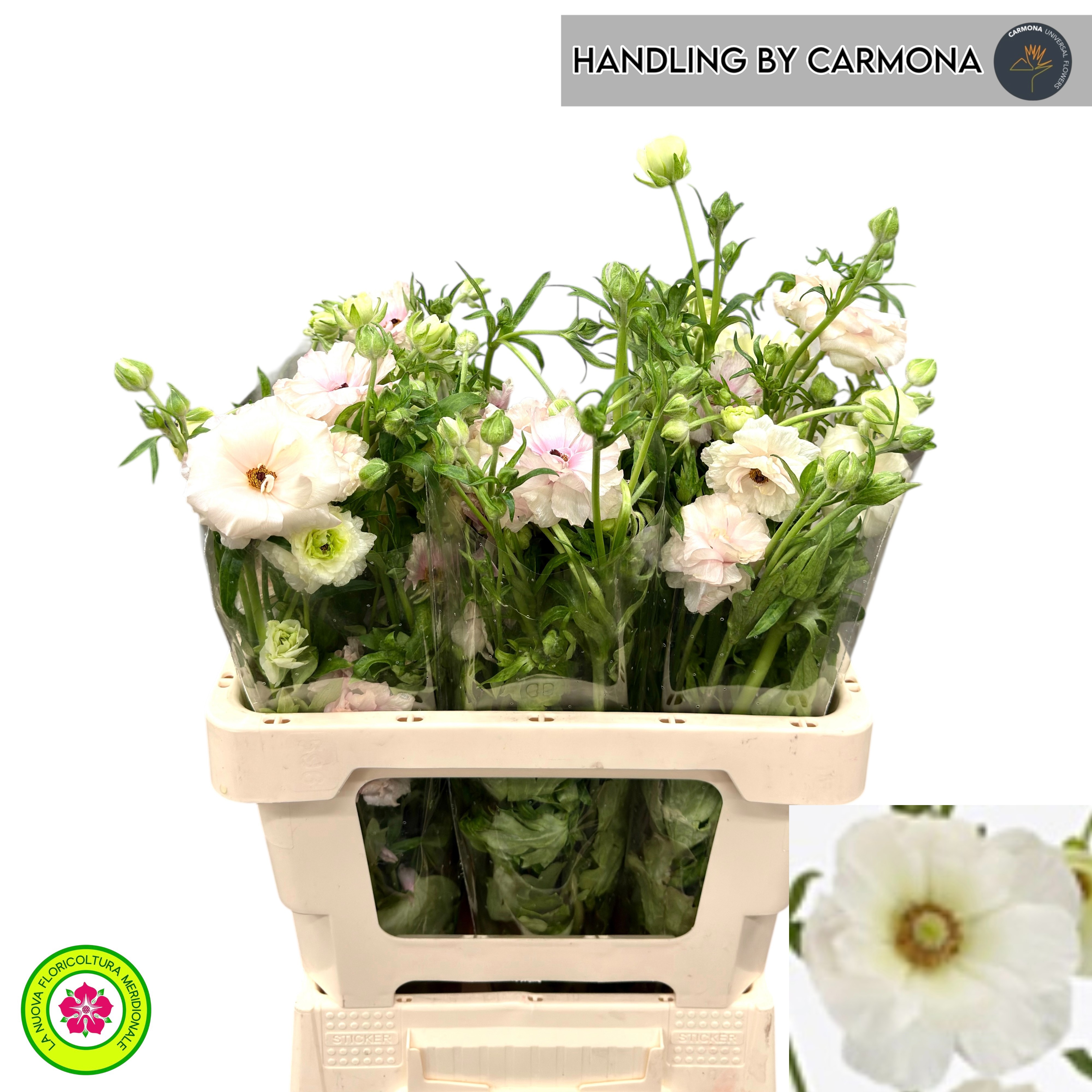 Ранункулус Мэджикал Маскарпоне 60 (крем.), шт.