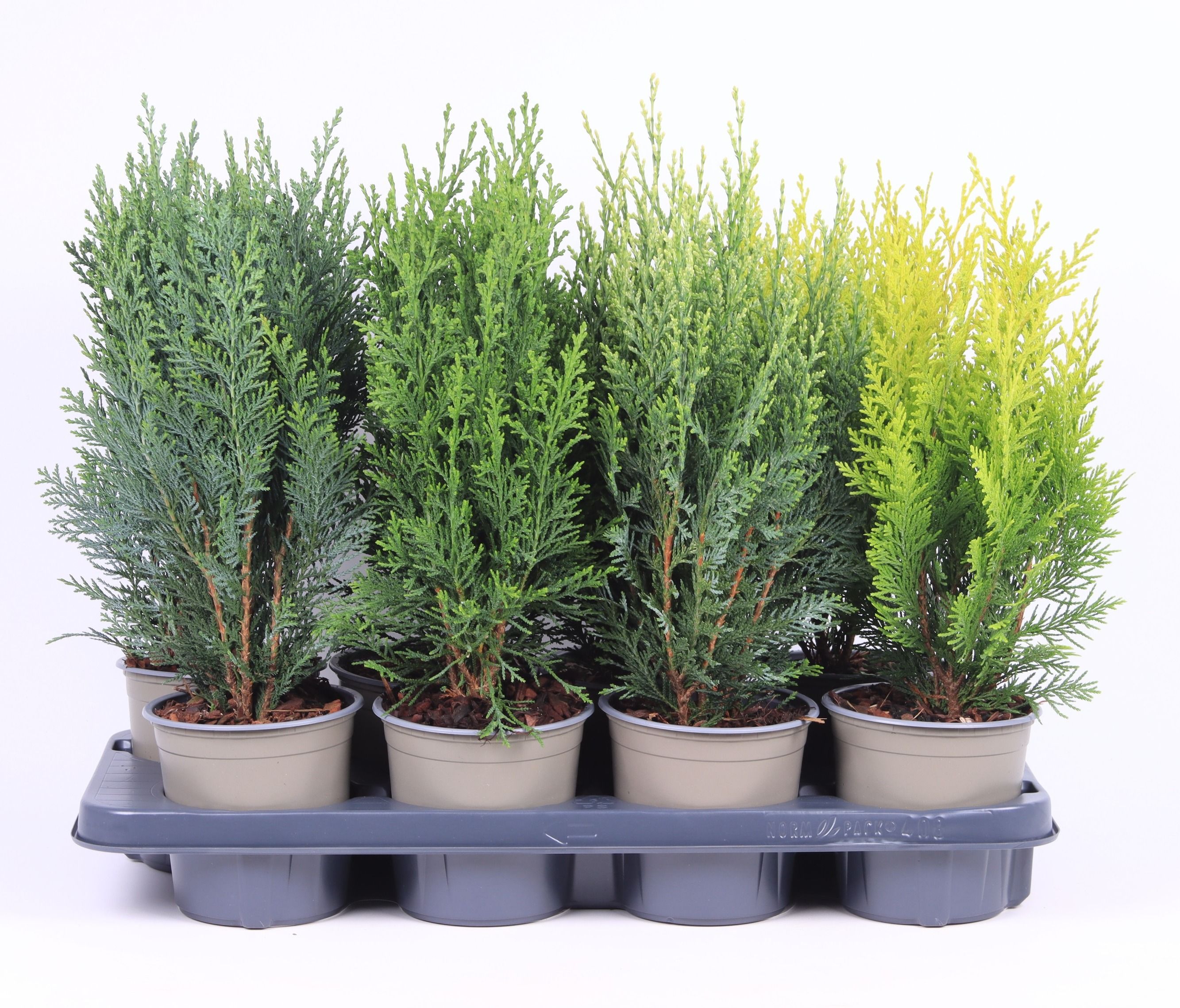 Coniferen opgaande mix P-13, D 13