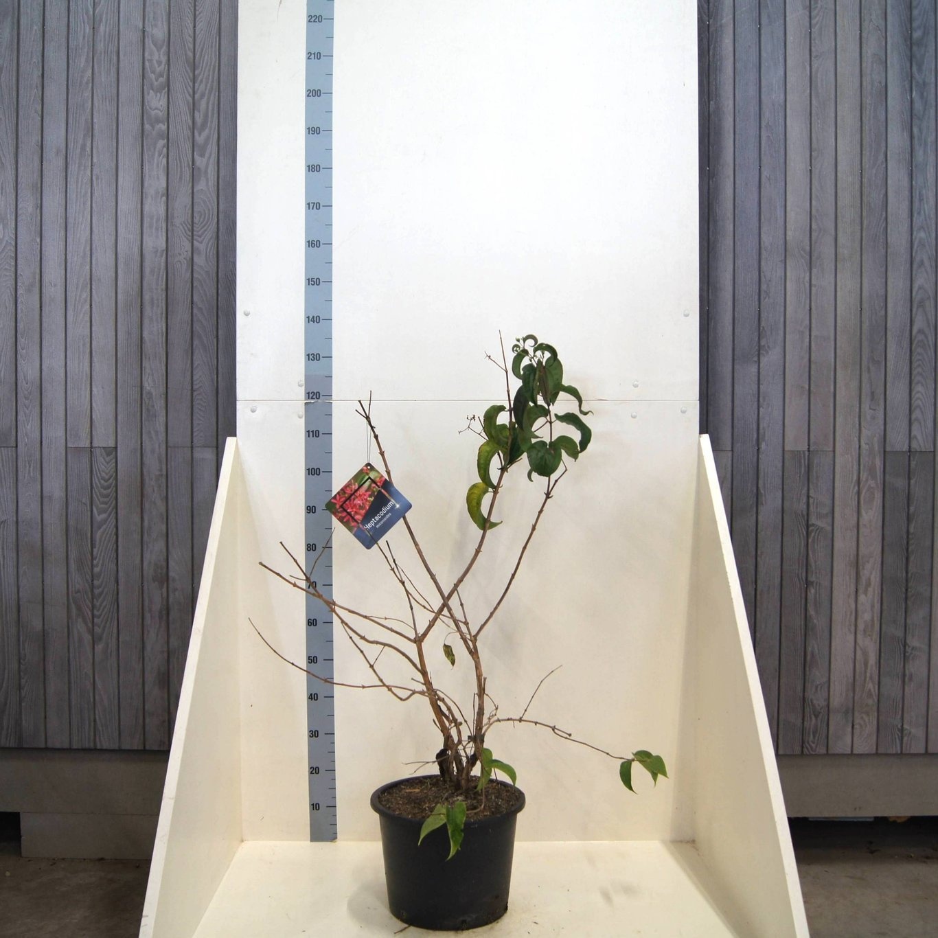 Heptacodium miconioides, D 40