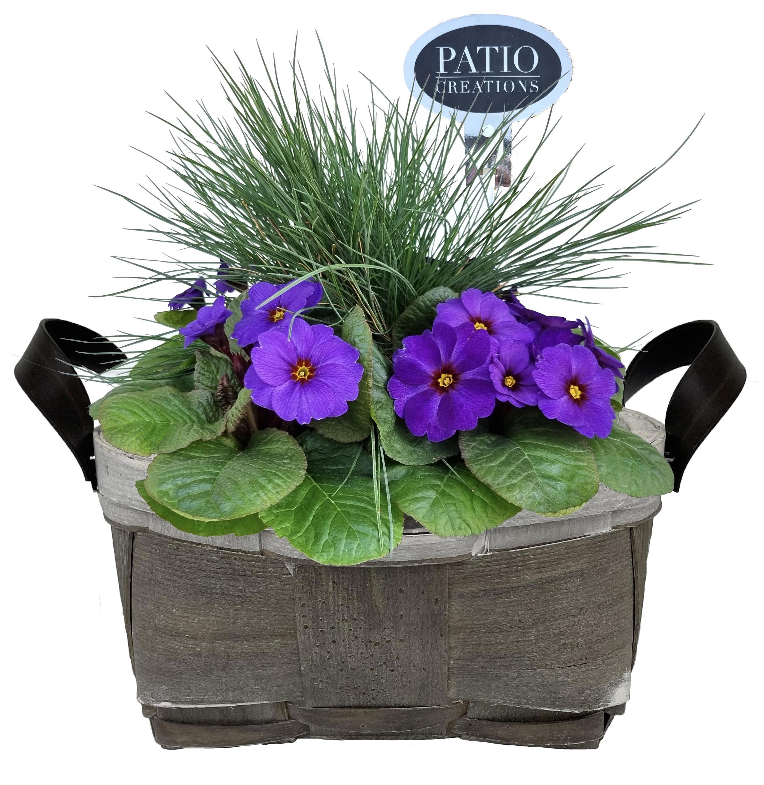 PRF828-9323 Primula met Festuca Fenna lederlook handvat rond, D 24