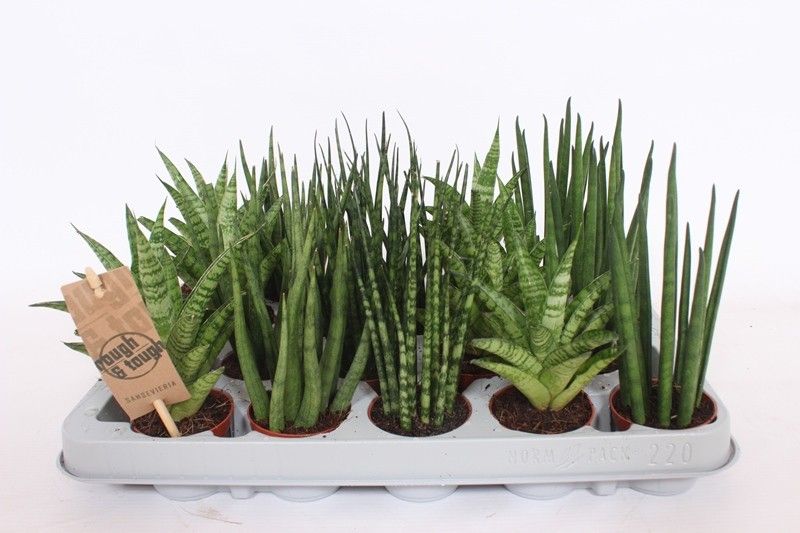 Sansevieria Luxe mix, D 6