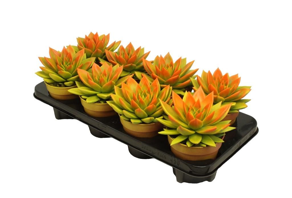 Miranda bicoloured yellow/orange, D 12