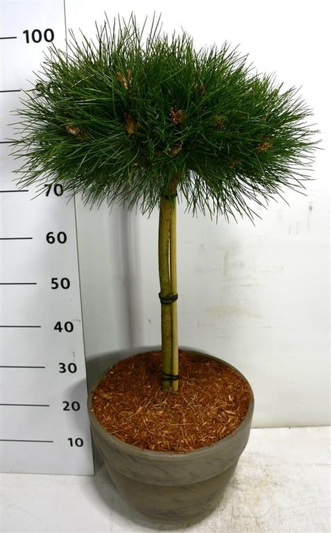 Pinus nigra 'Bambino', D 35