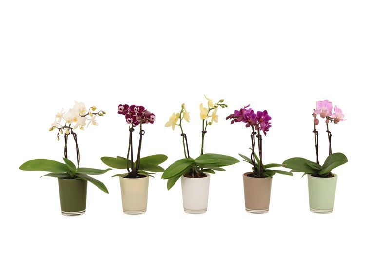 Glas pot p06 mix Finn Phal Tiny Dolls mix 2T10+ Aqu@, D 6