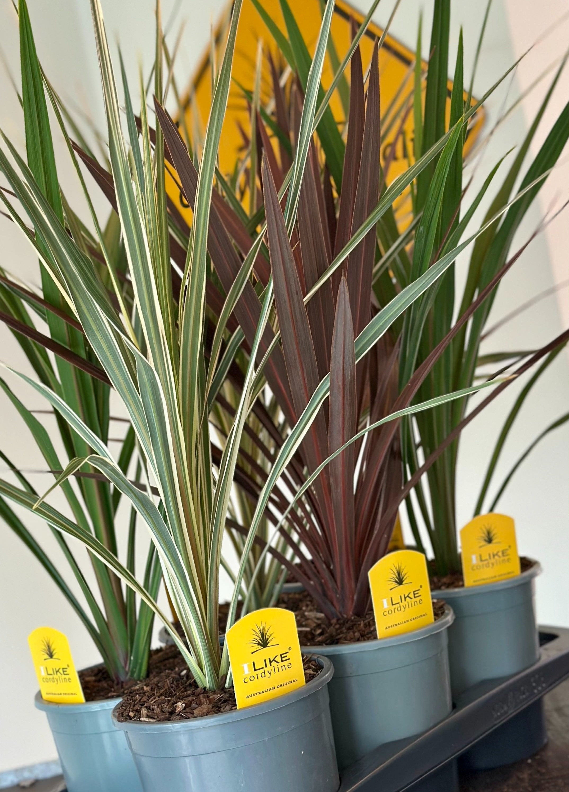 Cordyline Trio Mix Tray - 17cm Redstar/Verde/Variegata, D 17