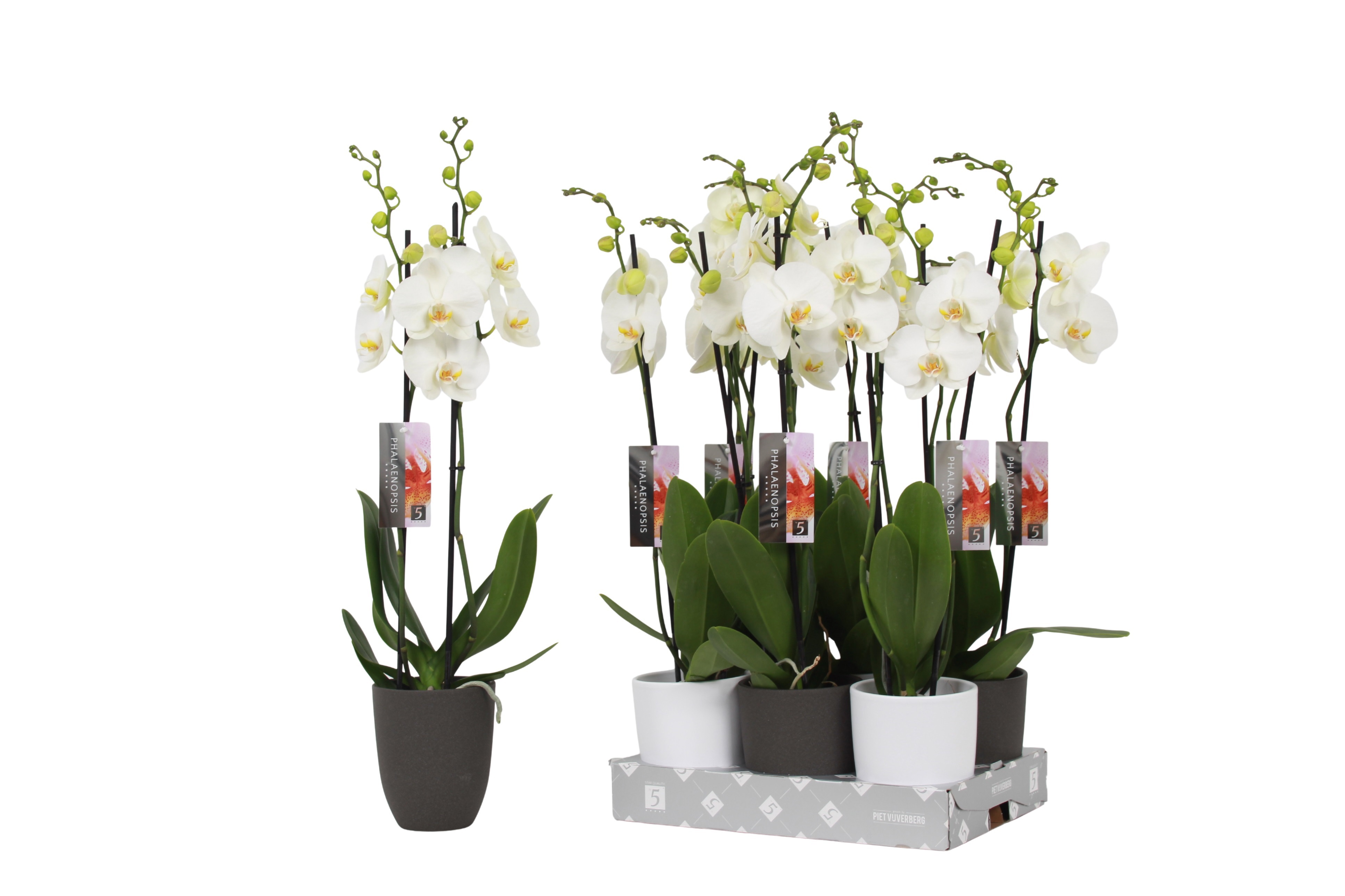 Phalaenopsis White, 2-spike Antracite and White Ceramics, D 12