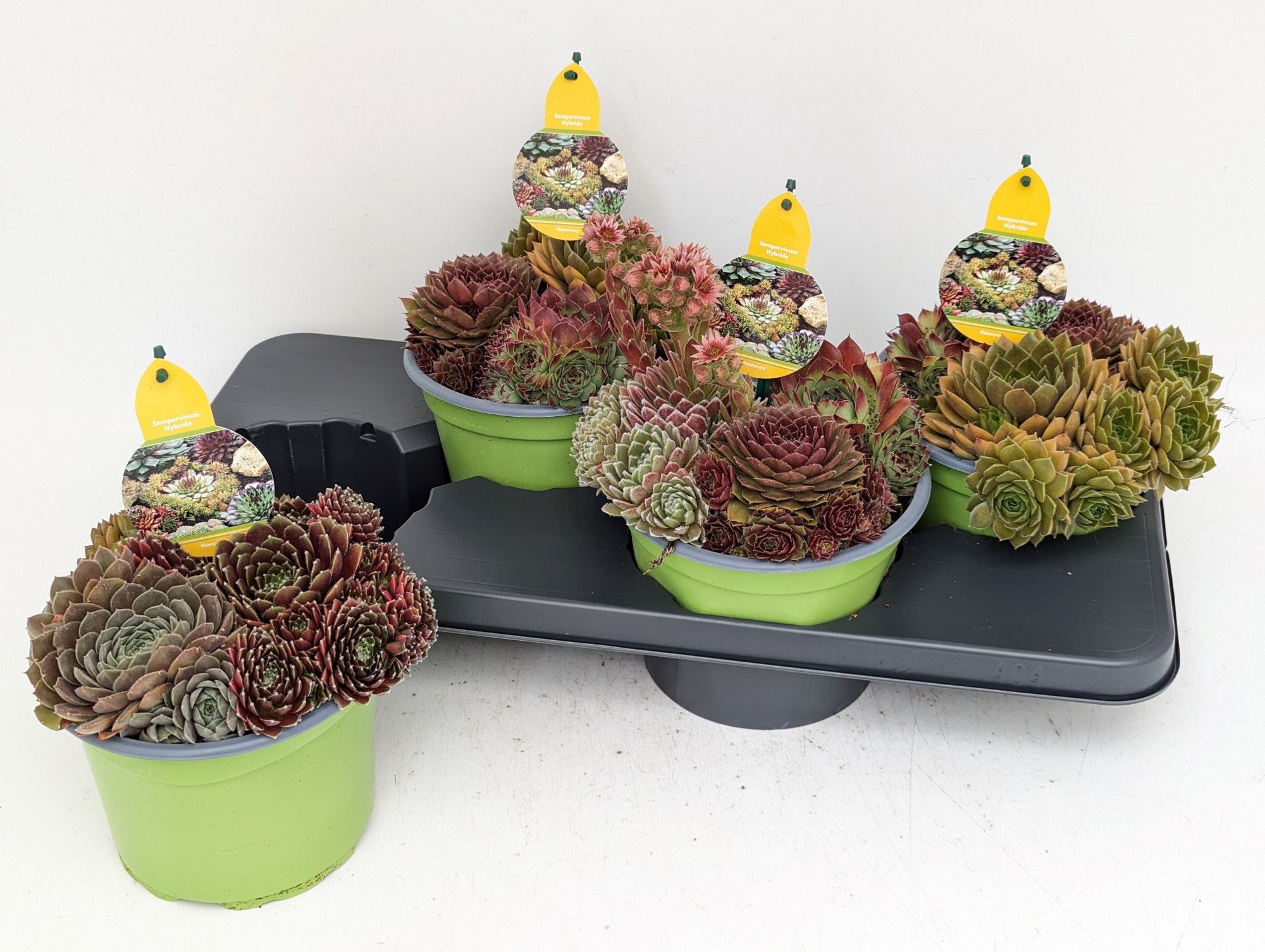 Sempervivum Sonderfarben Mix "BigSam" T17, D 17