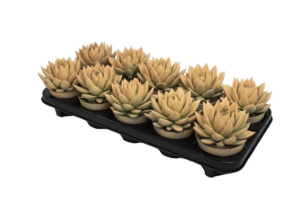 Miranda coloured pastel orange, D 10,5