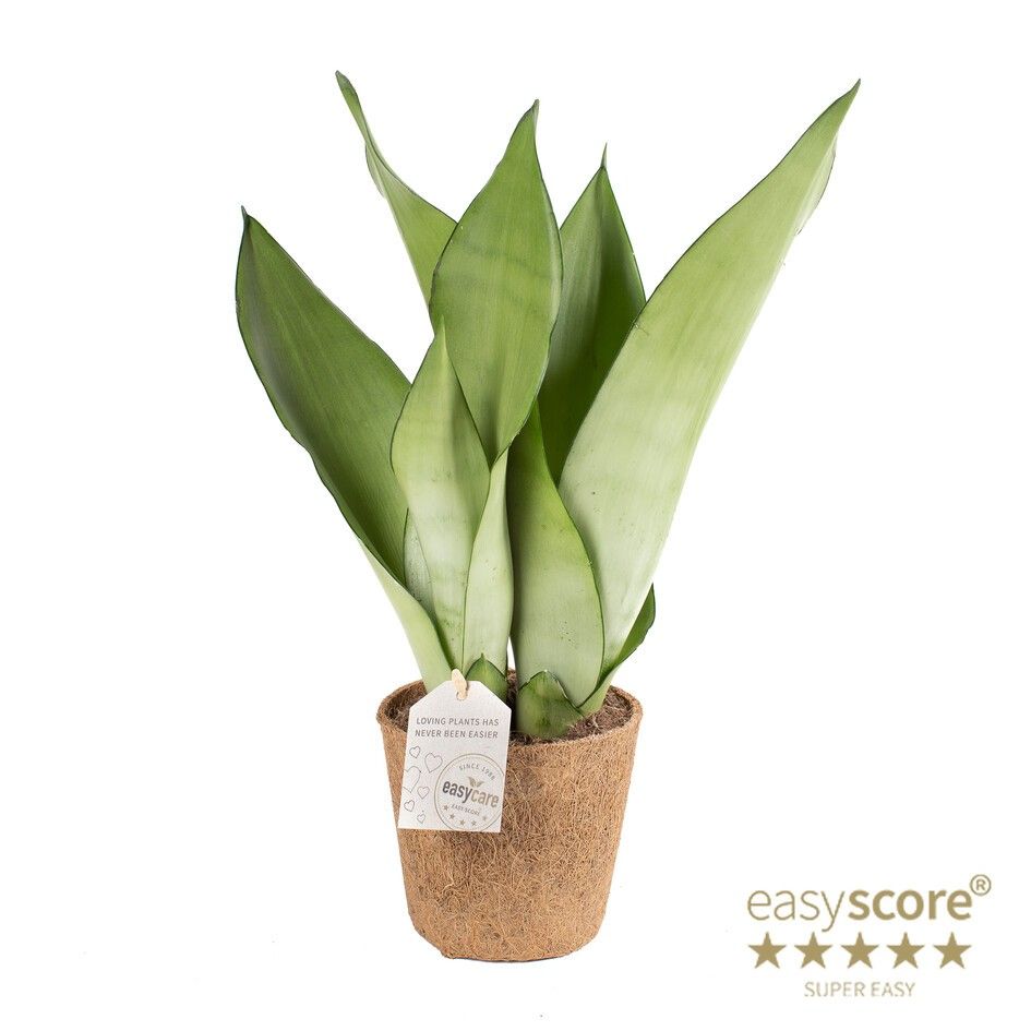 Sansevieria 'Moonshine' - COCOZ, D 11