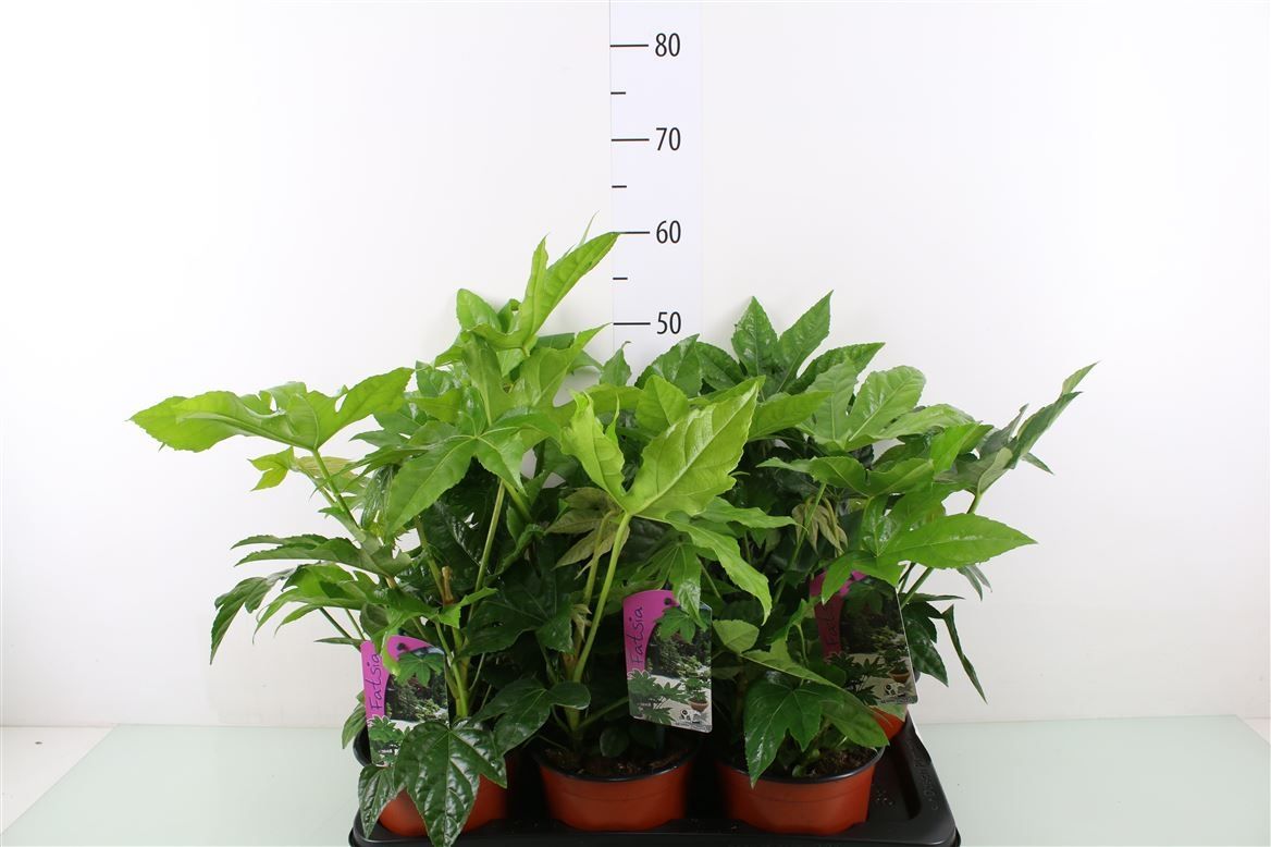 Fatsia outdoor pot 17 cm ( c2 ), D 17