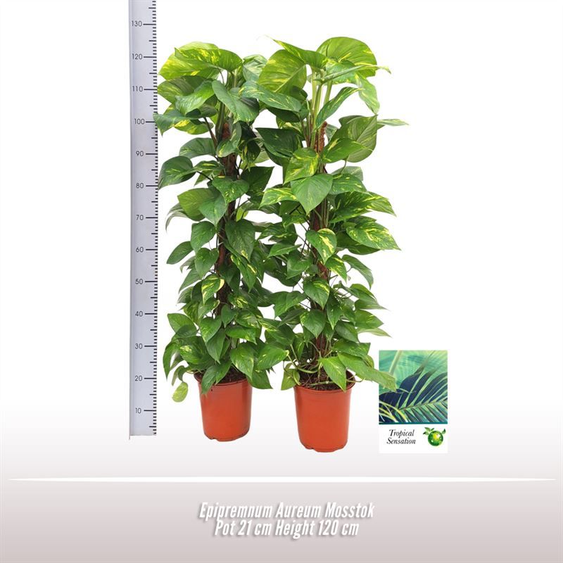 Epipremnum Aureum Mosstok, D 21