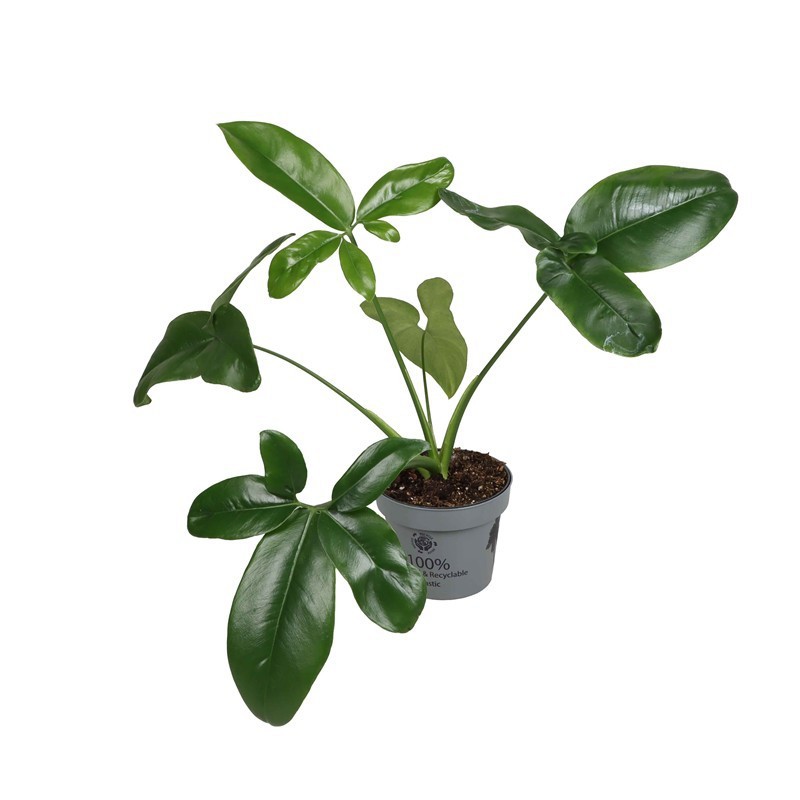 PHILODENDRON ERUBESCENS 'GREEN WONDER', D 12