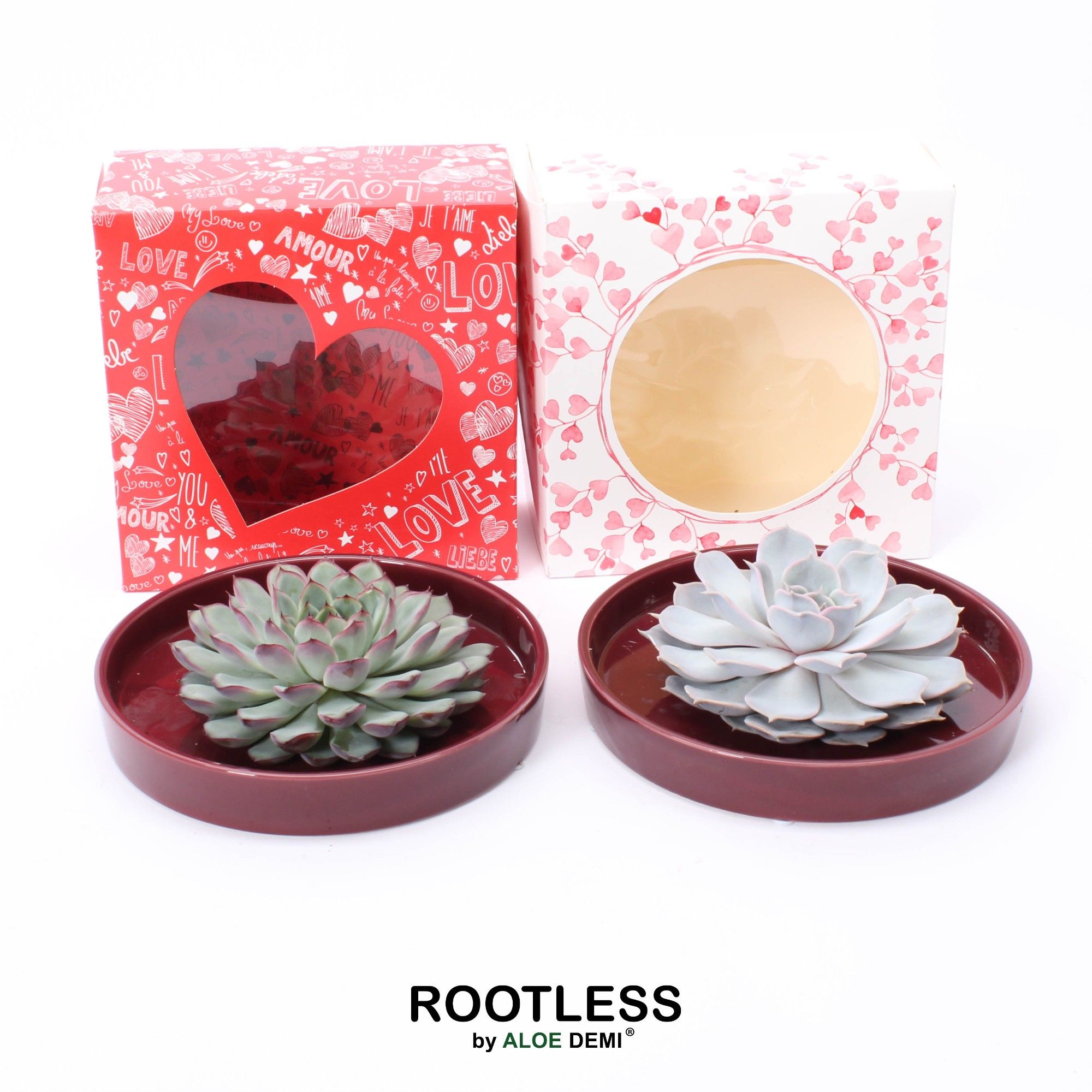 ROOTLESS Echeveria, red bowl - love/hearts box, D 20