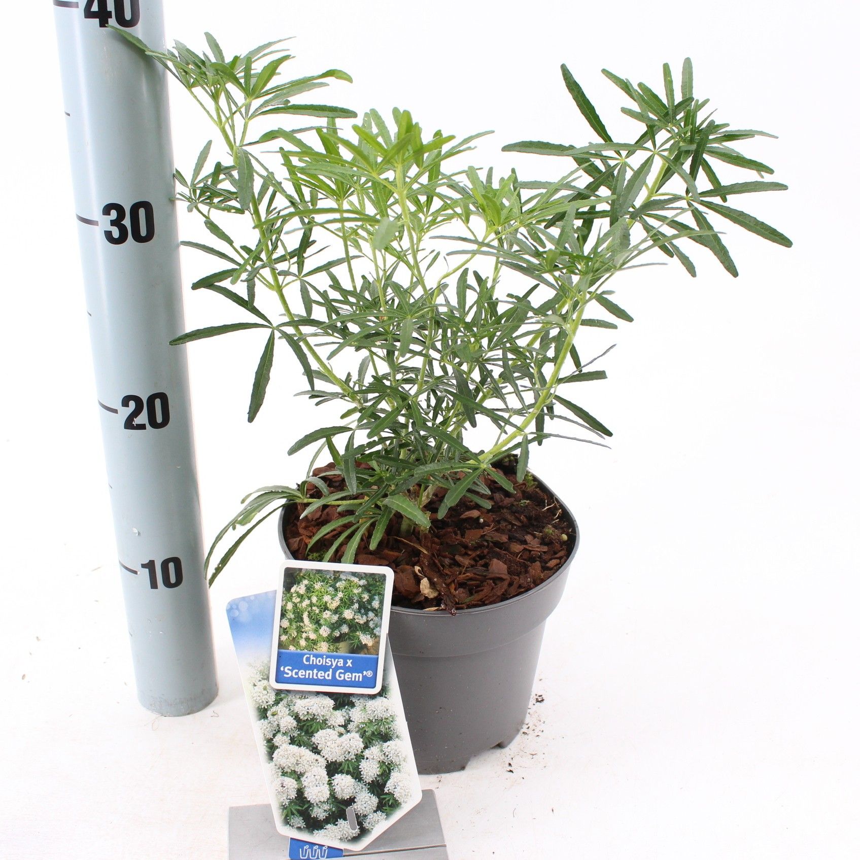 Choisya Scented Gem, D 17