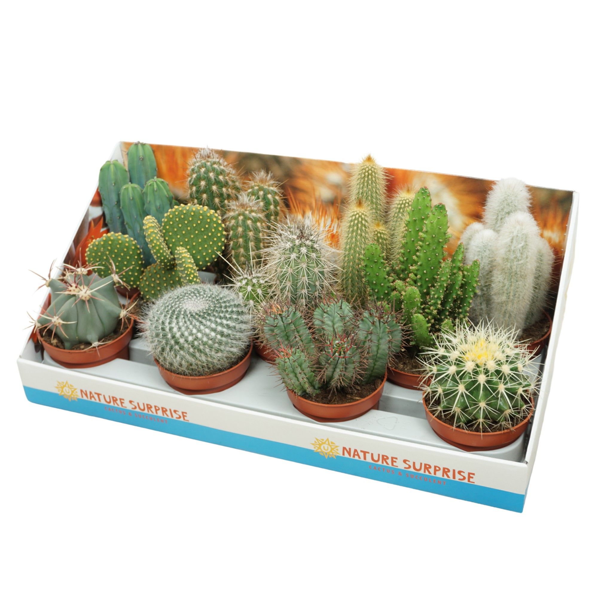 Cactus mix 10,5 cm in presentatiedoos, D 10,5
