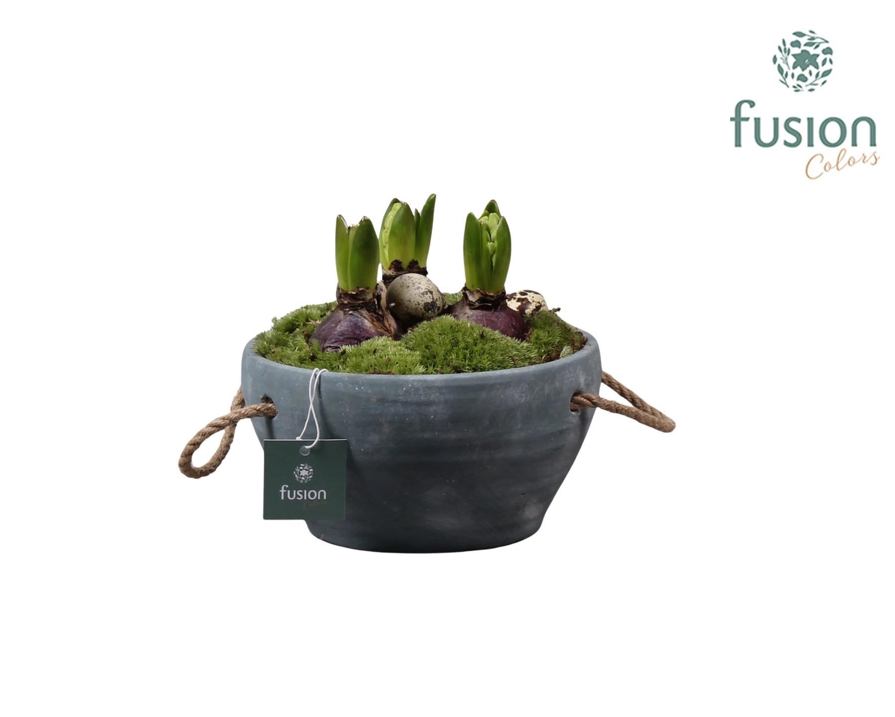 Cement pot met handvaten en Hyacinten, D 18