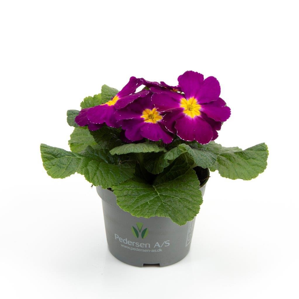 PRIMULA VULGARIS-HYBRID 'PURPLE', D 11