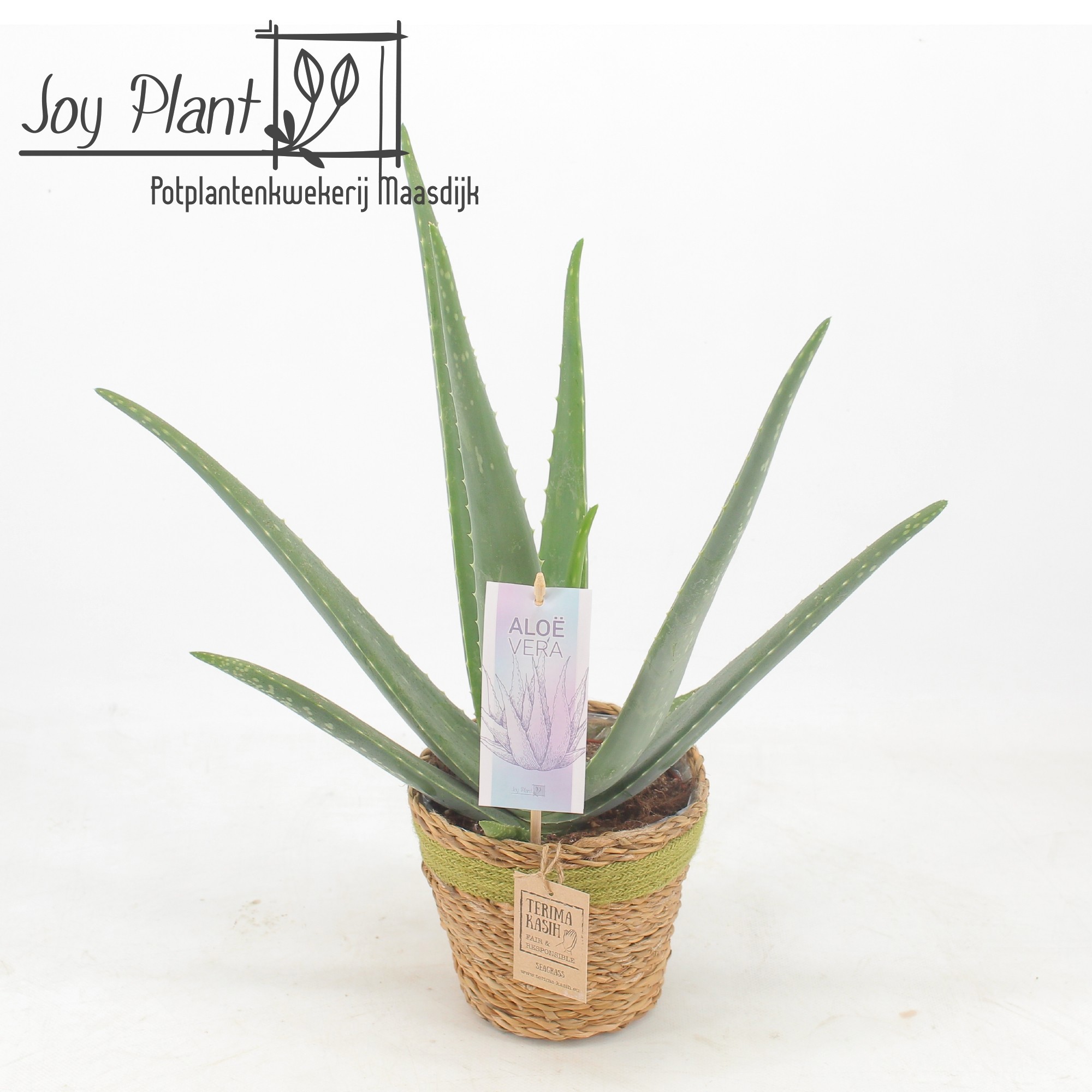 Aloë Vera P14 Mand Gaby Green, D 15