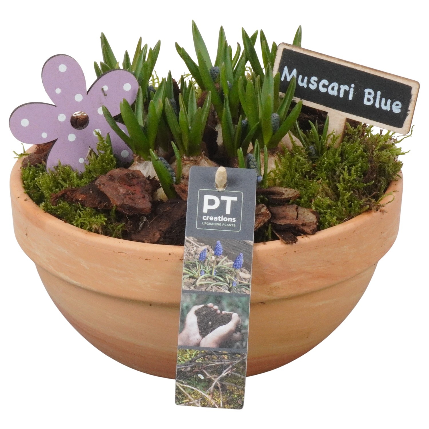 PTMB6260 Arrangement Muscari Blue in terracotta schaal, D 19
