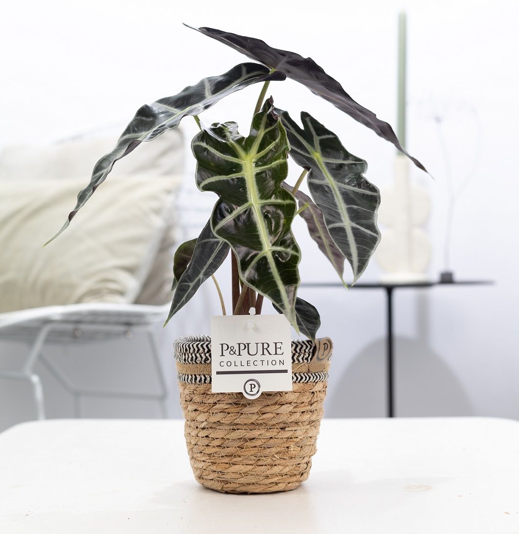 Alocasia Polly in P&PURE Basket 6, D 12