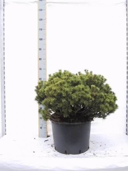 Pinus mugo Mops, D 35