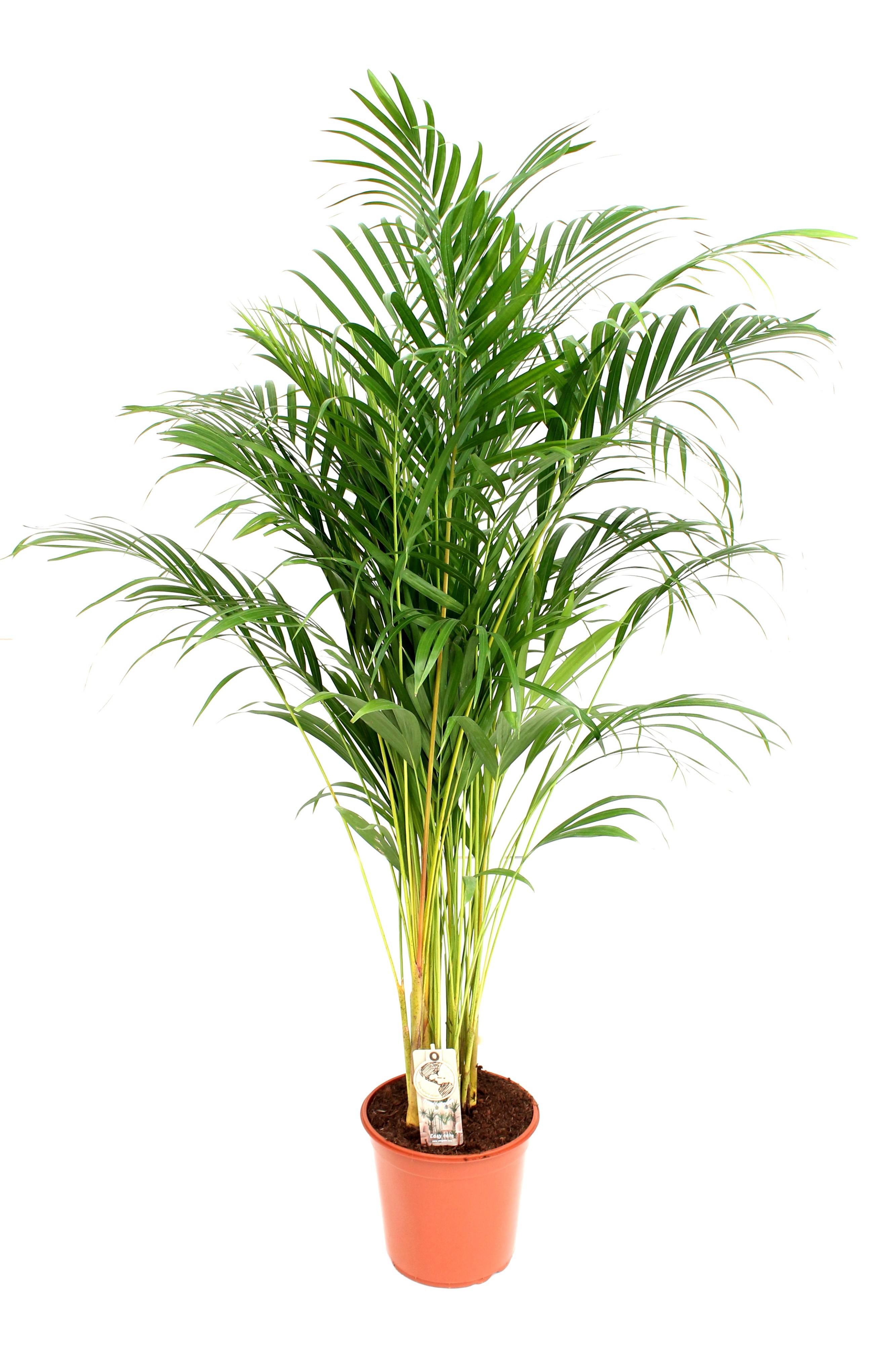 Areca P24 140 cm dikte 2, D 24