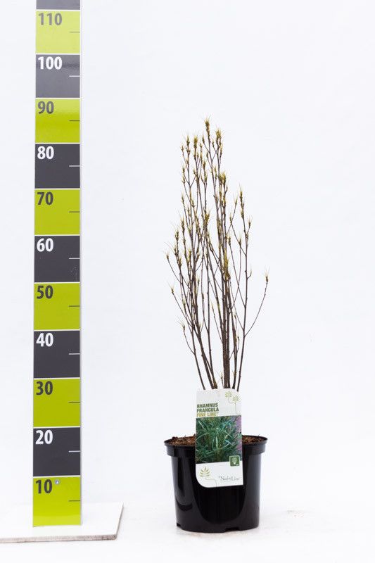 Rhamnus frangula 'Fine Line'® C 4,6, D 23