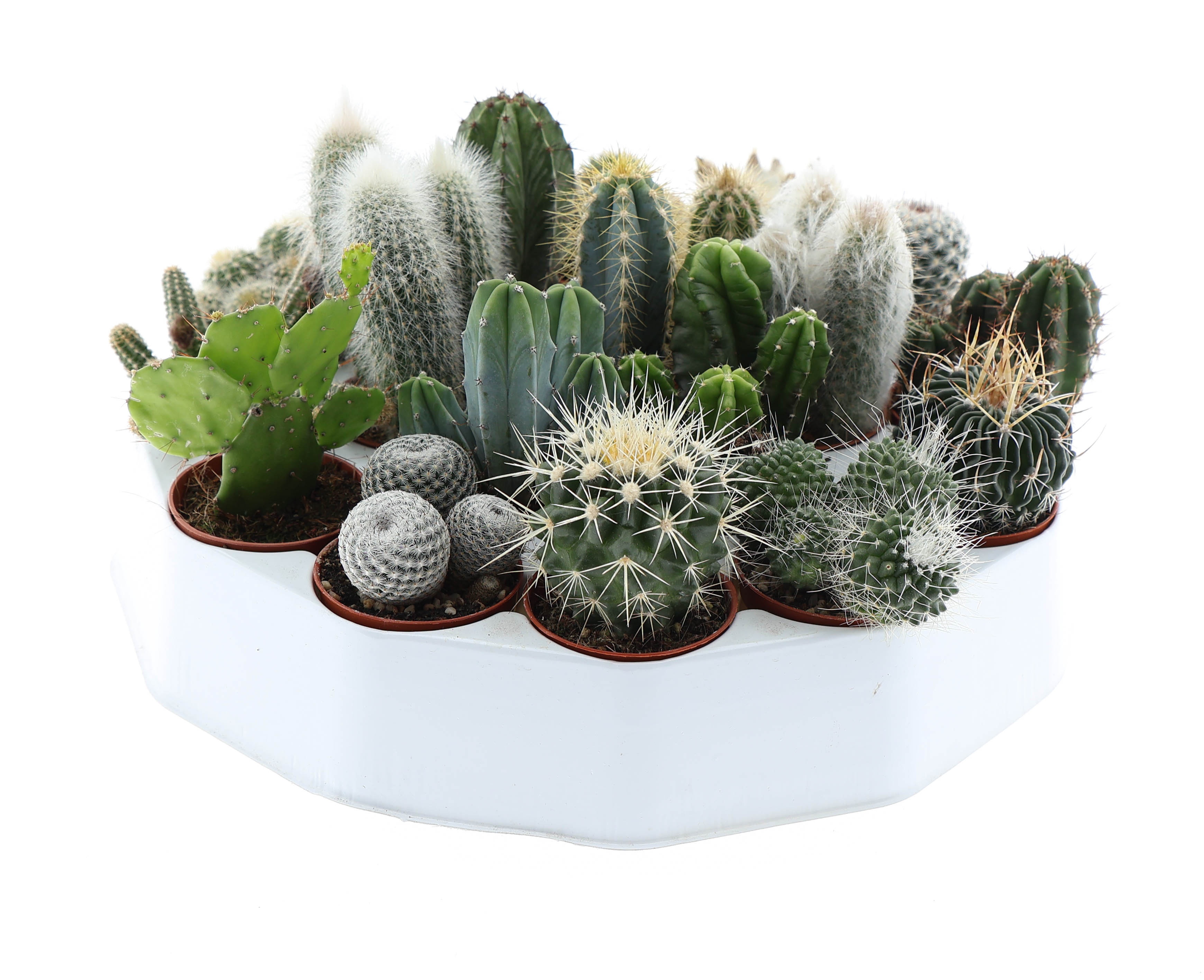Cactus mix rondo, D 5,5