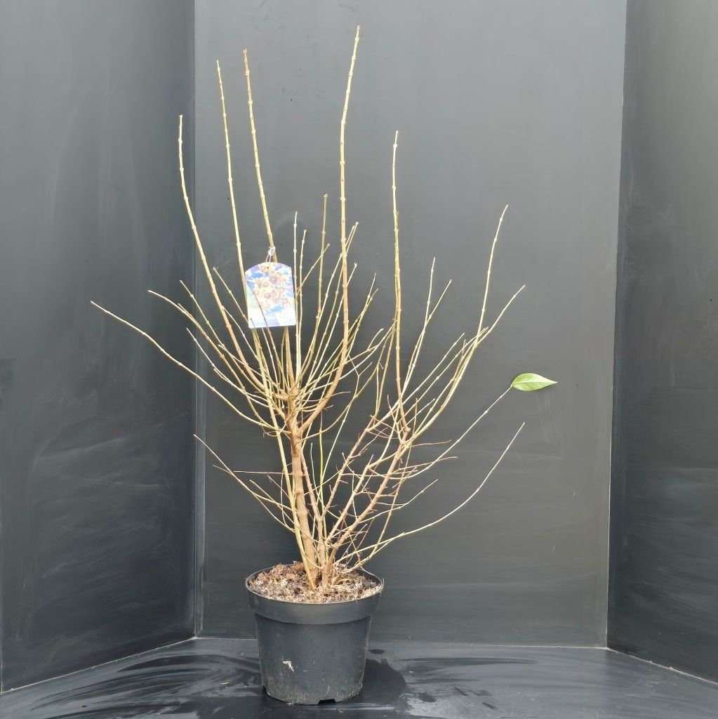 Chimonanthus praecox, D 29