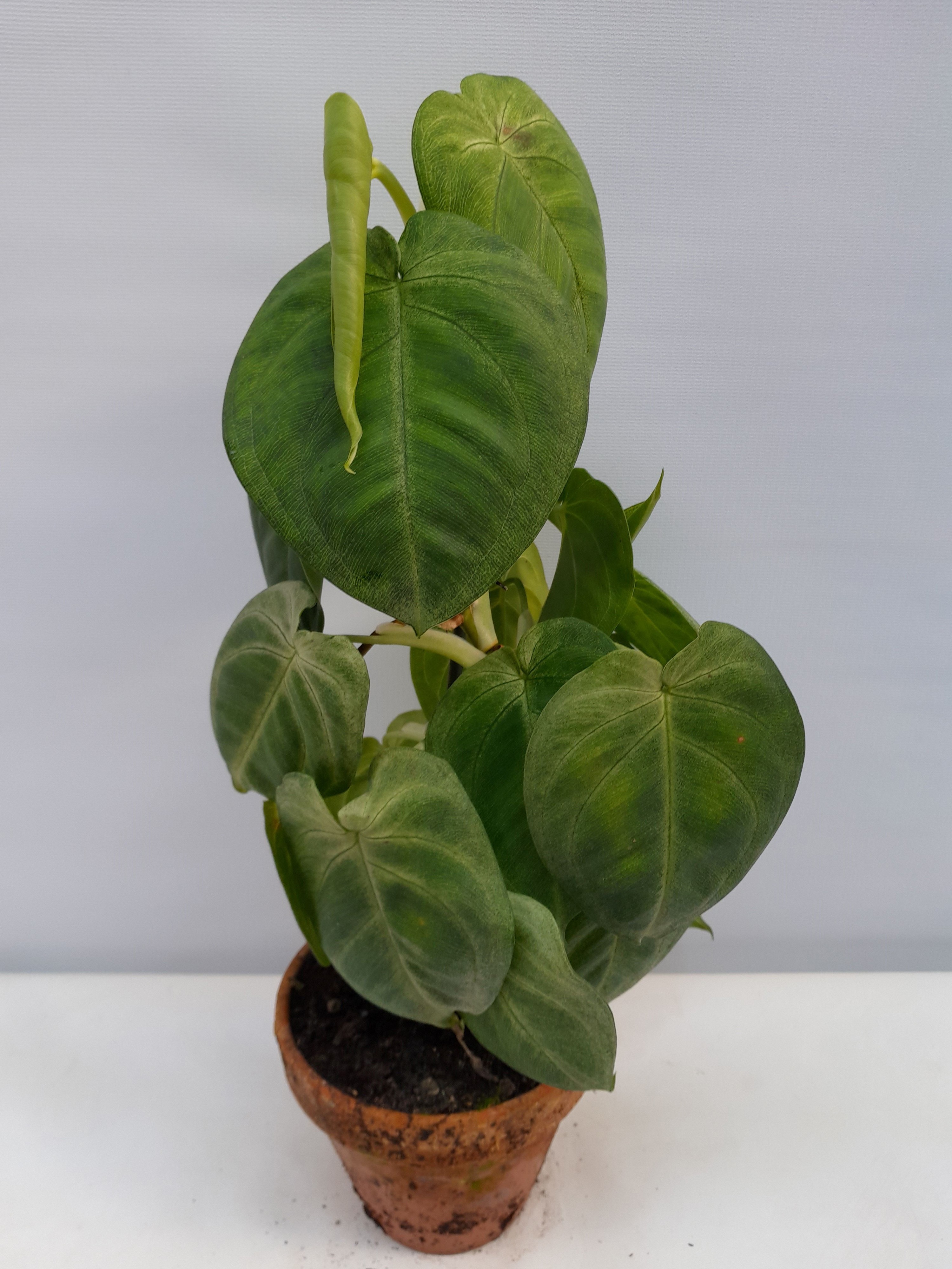 SYNGONIUM PODOPHYLLUM 'FROSTED HEART', D 12