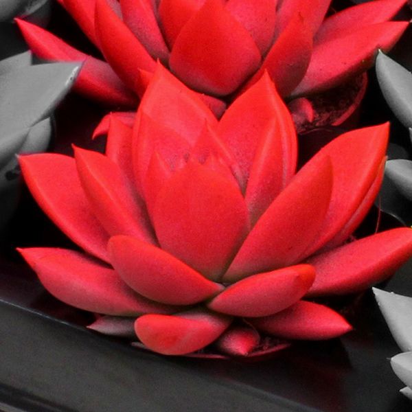 Miranda coloured neon red, D 6